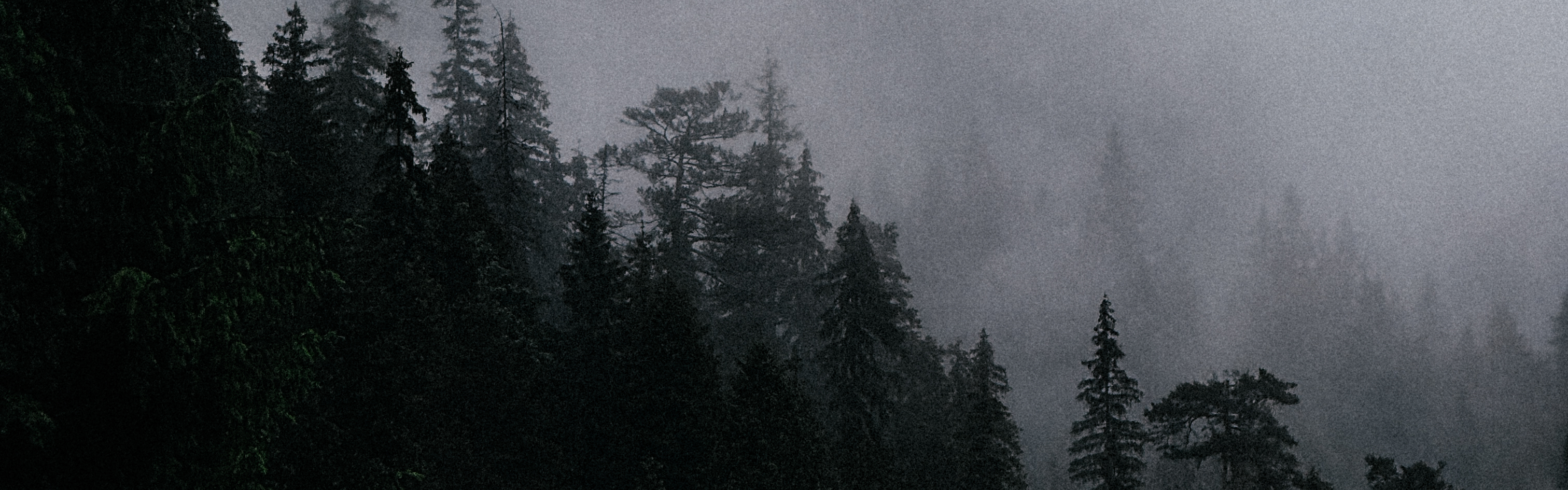 Forest covered in a fog