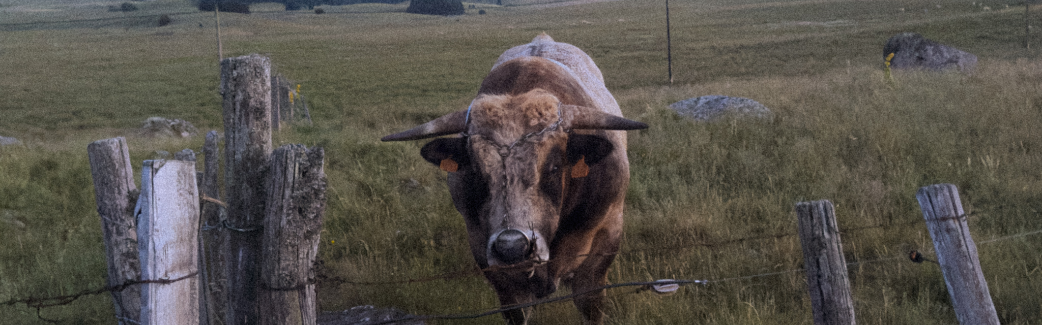 The Aubrac bull staring into the camera
