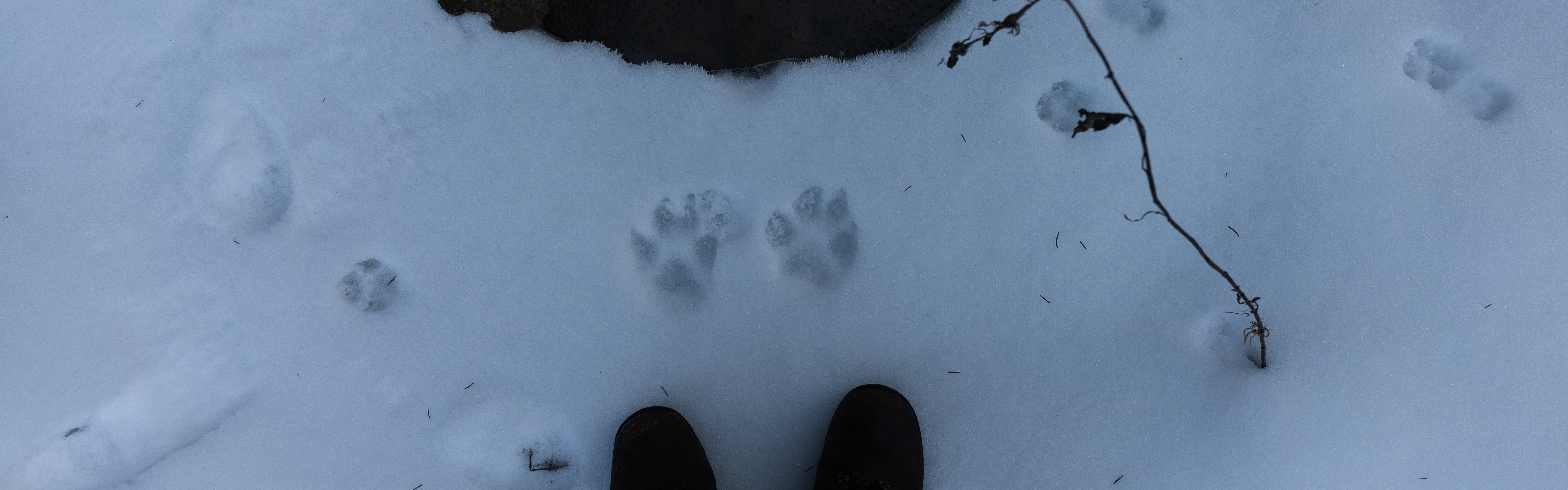 Wolf tracks on snow next to a stream