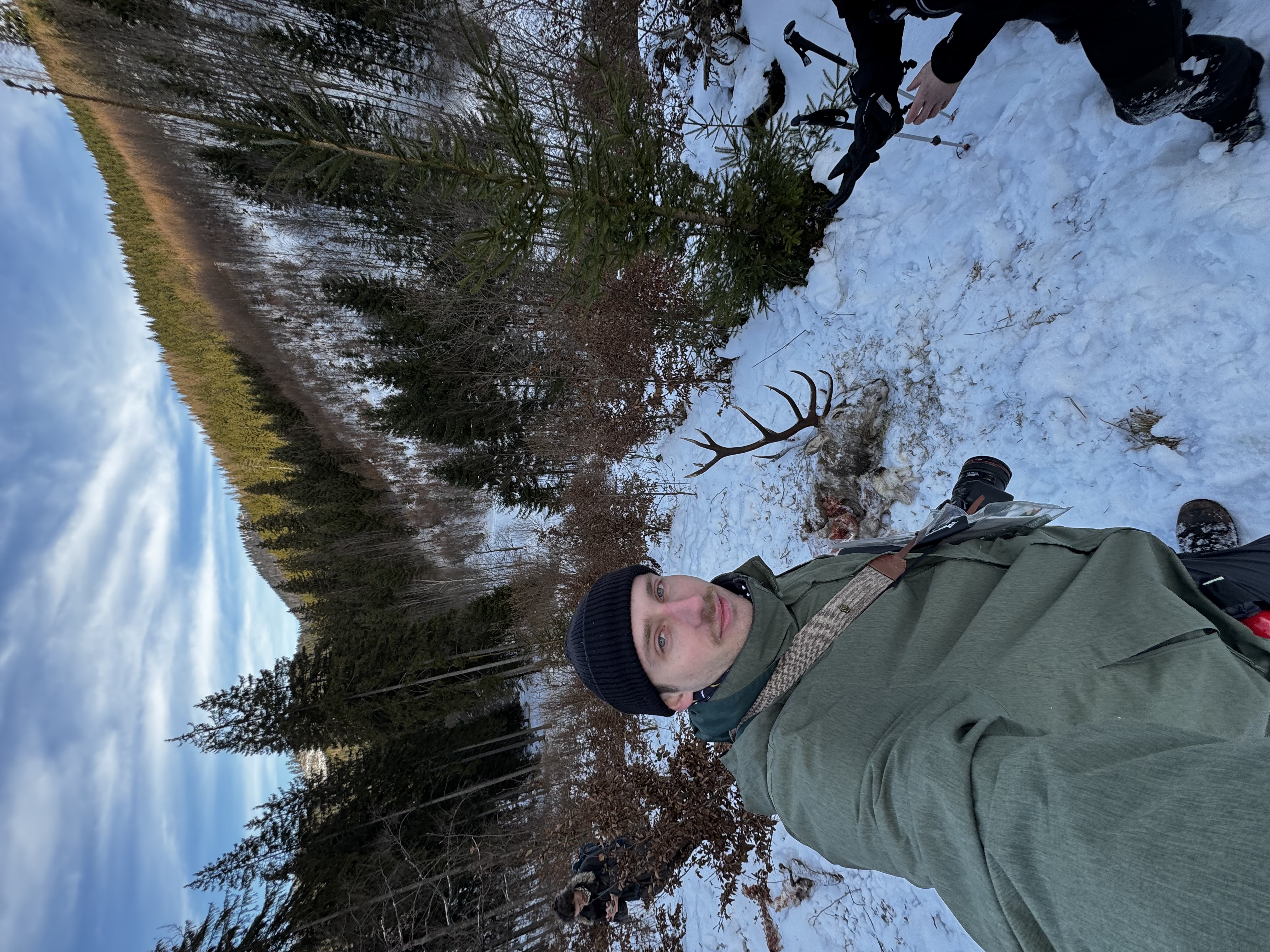 Wolf killsite of a deer