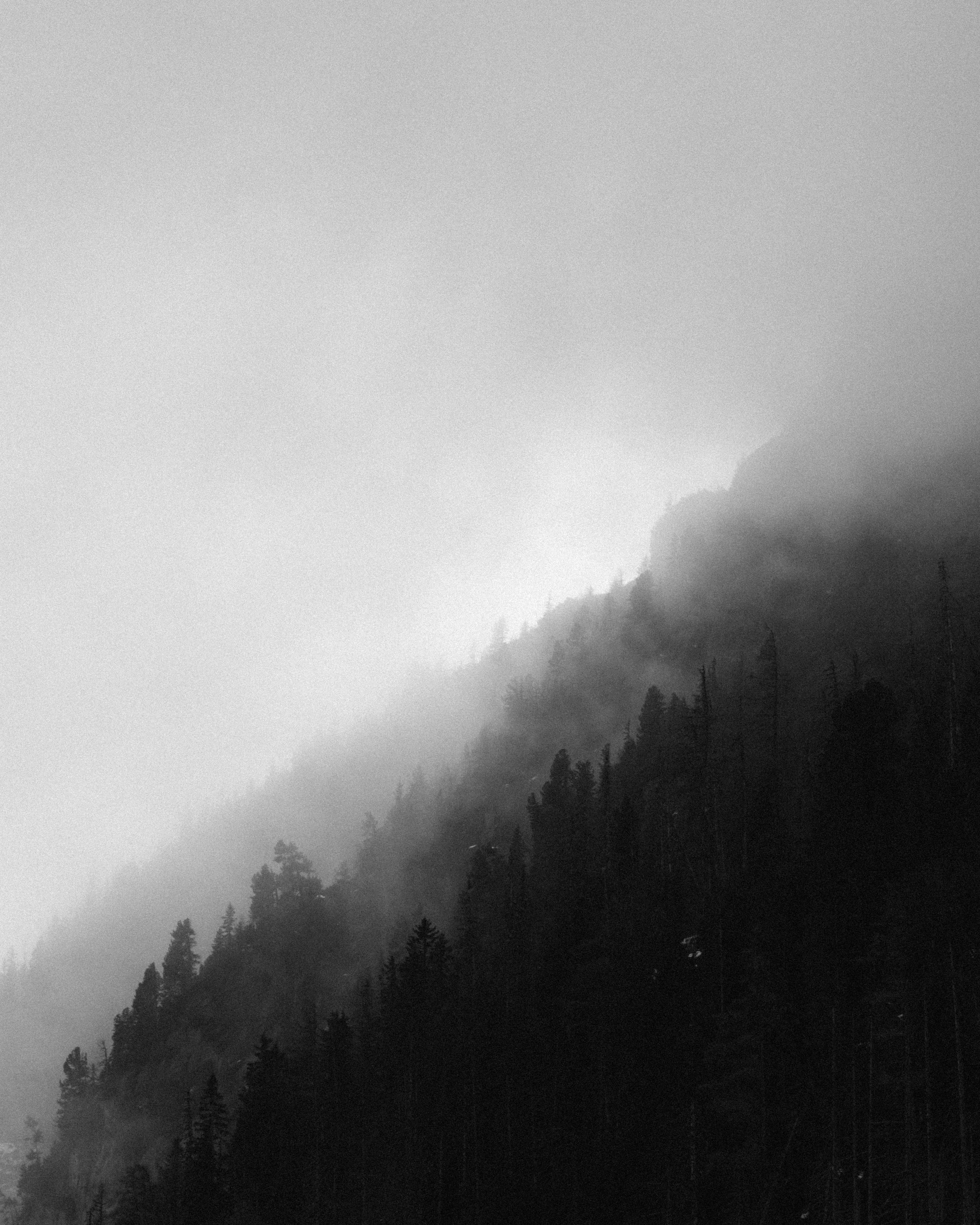 Trees silhouettes with mist
