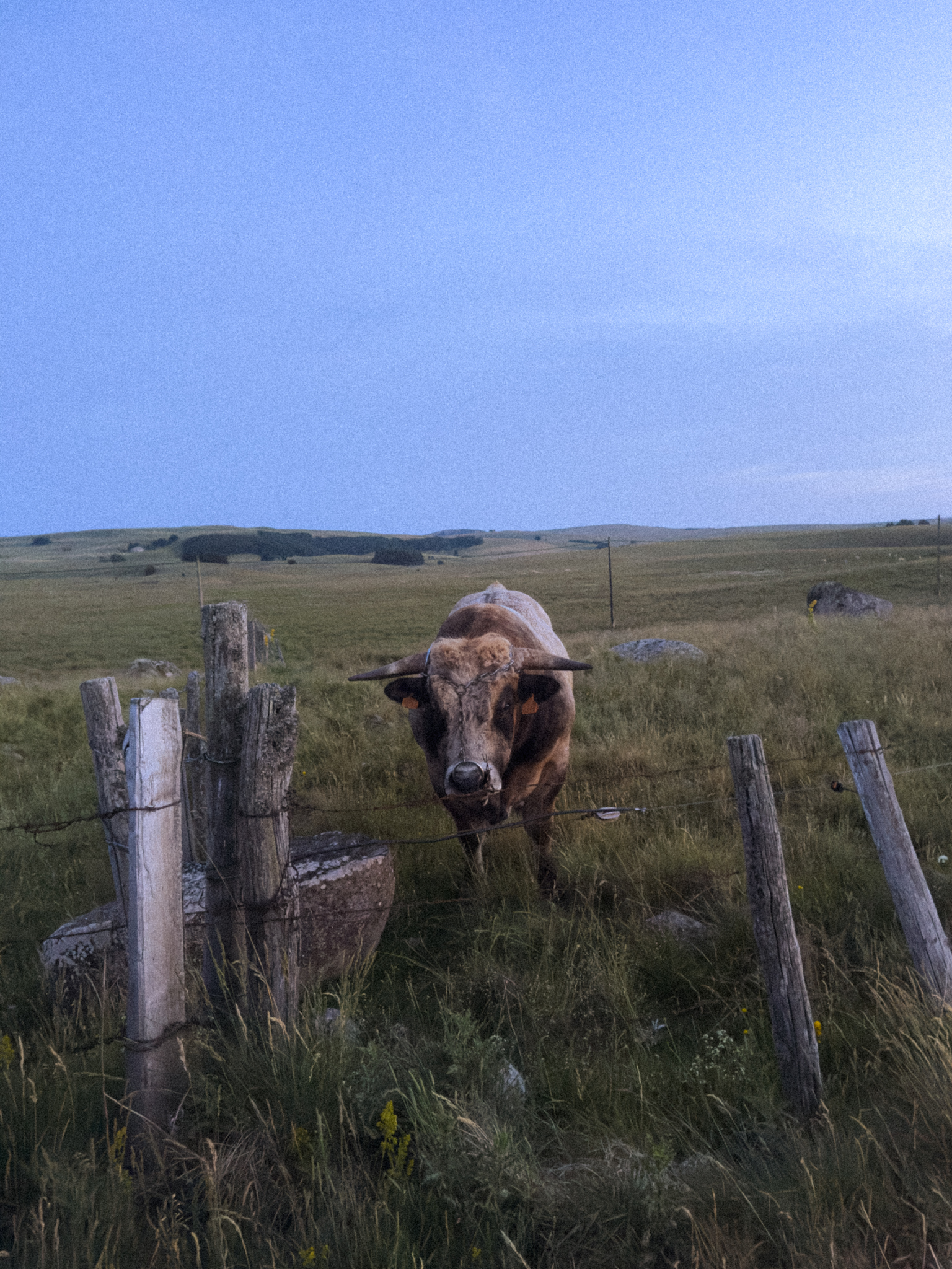 Aubrac bull staring into camera