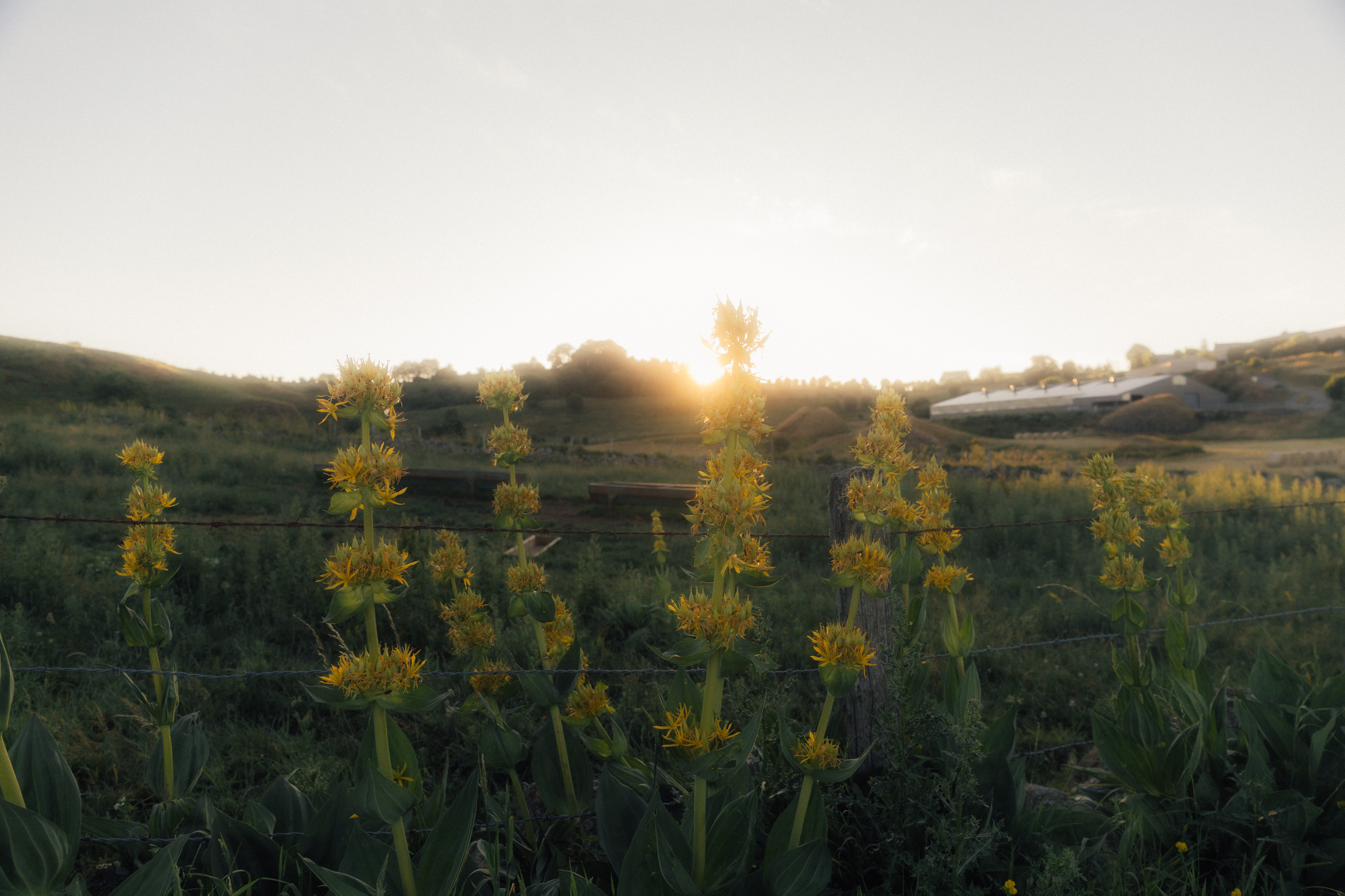 Yellow gentians in a sunset