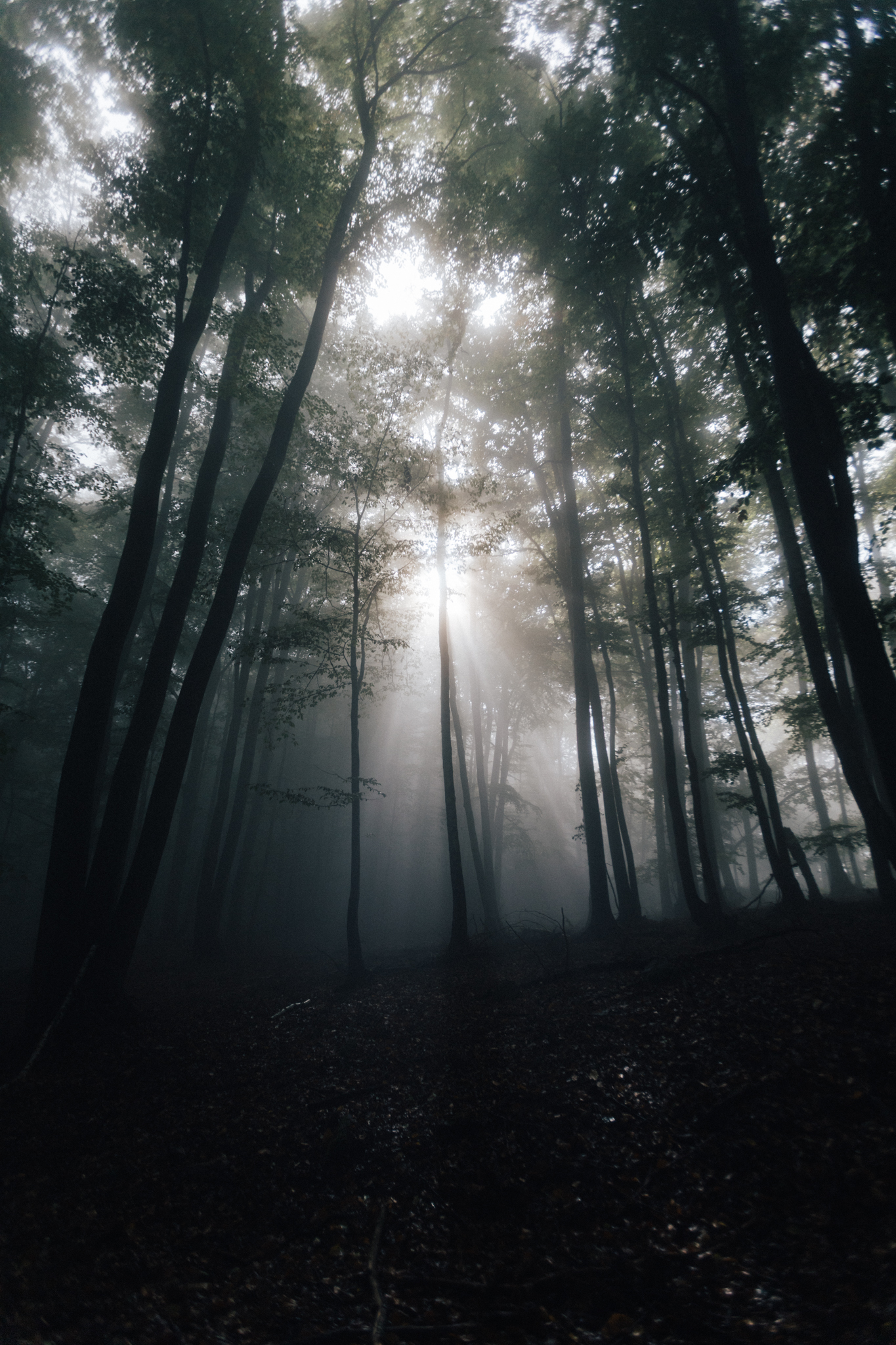 Trees in a forest with fog and sun