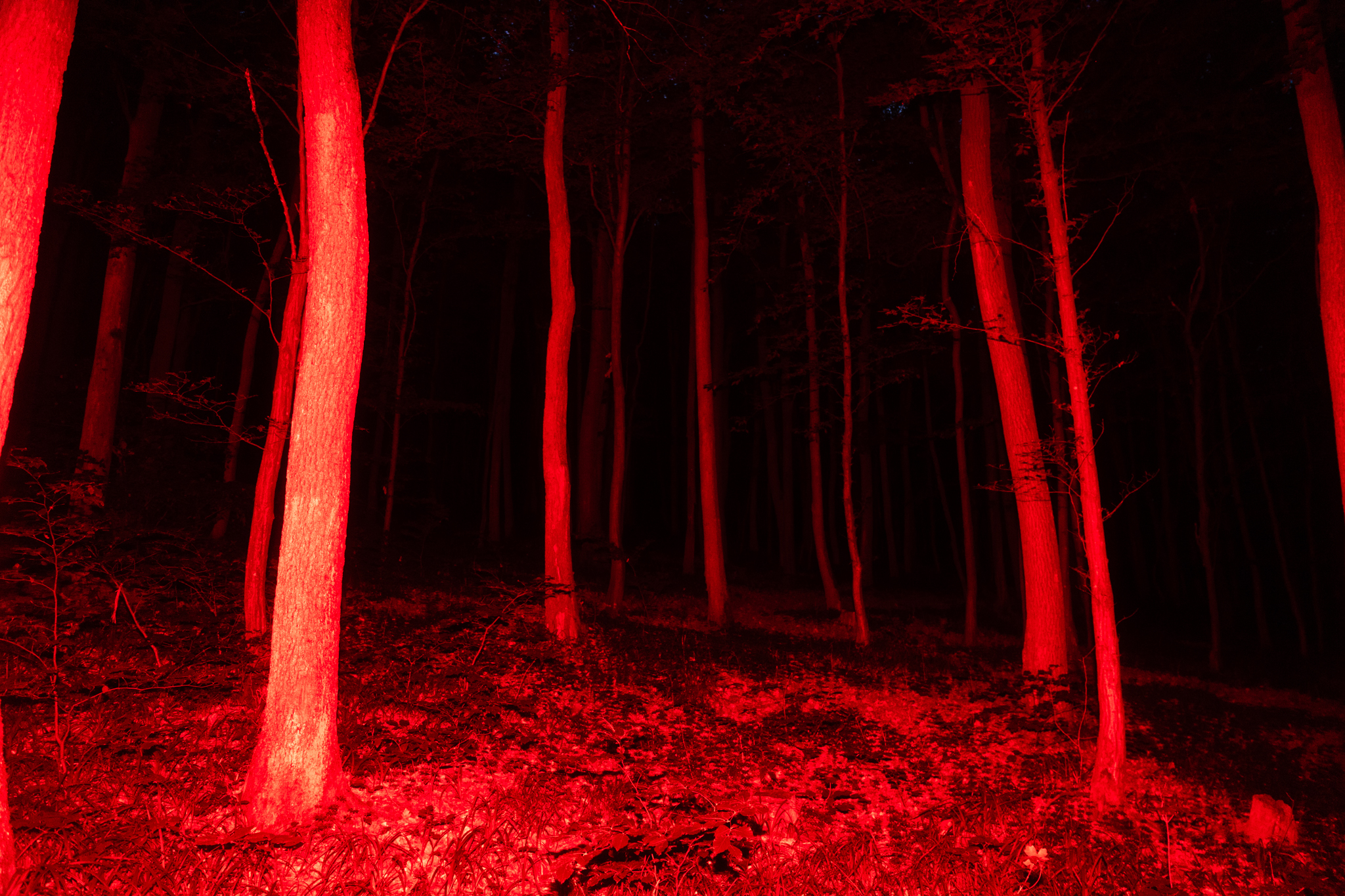 Trees in a forest illuminated by a red artificial light