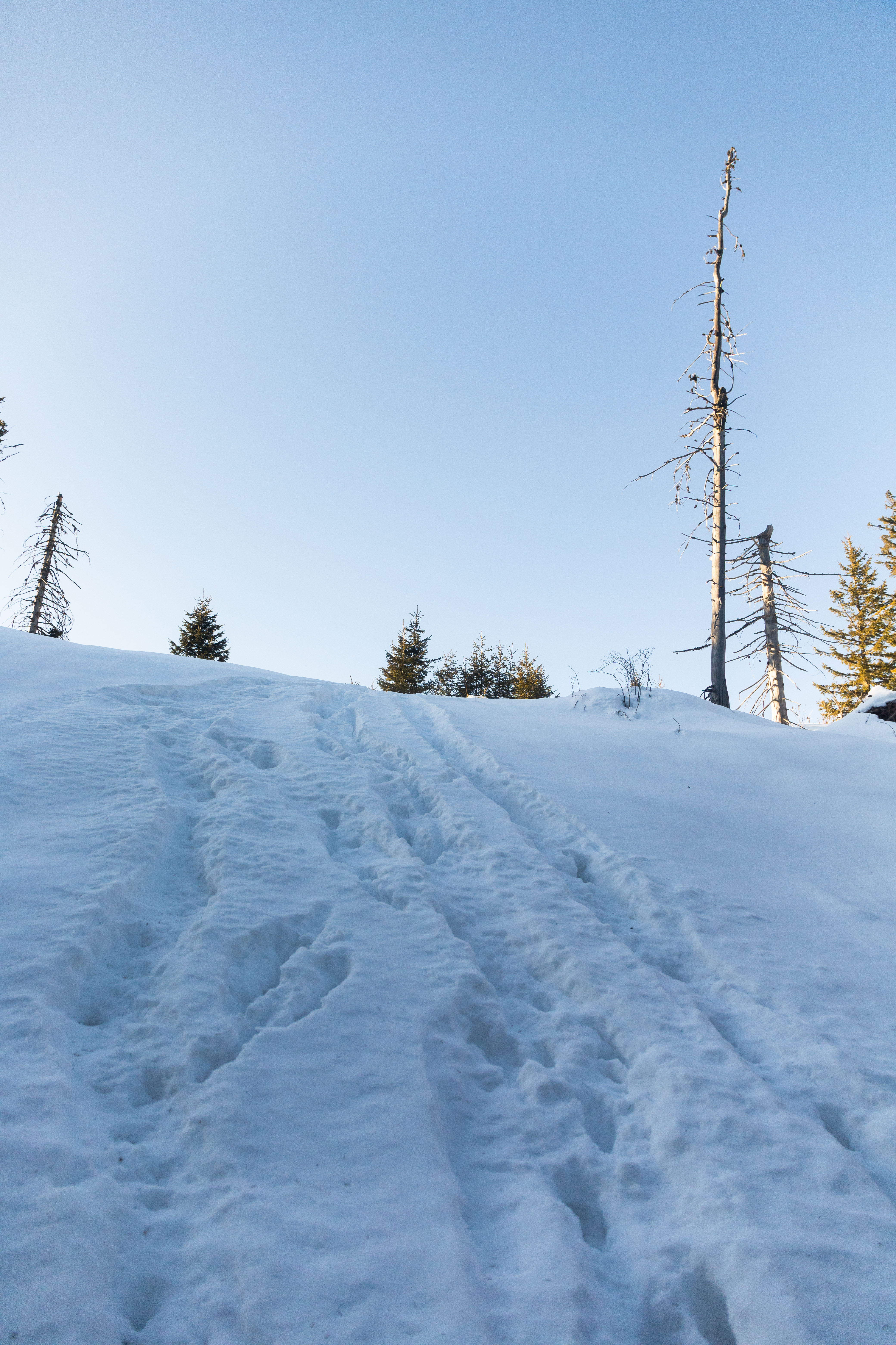 Signs of wolf play in snow